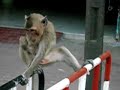 Lopburi, Thailande, le singe au chewing gum!