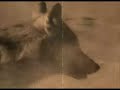 wild-story-wolves-vs-bisons.html