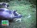 Sucuri vomita capivara!!