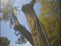 Poplar removal