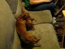 Weener Dog Wrestling
