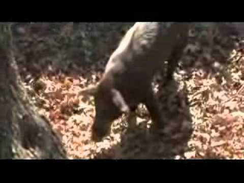 how to unclog a pellet gun