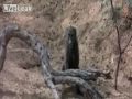 videos de LiveLeak com Jungle alcohol