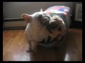 MY FRENCHIES HOUSE CRAZY