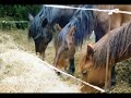 Nos Chevaux Serge & Domi Nos Chevaux Serge & Domi