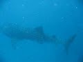 Amazing Swim with Whale Shark of Ningaloo Amazing Swim with Whale Shark of Ningaloo