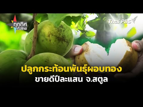 ปลูกกระท้อนพันธุ์ผอบทอง ขายดีปีละแสน