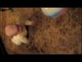 videos de She can crawl!