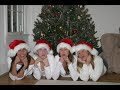 merry-christmas-from