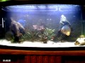 discus vissen (cayman 110) discus vissen (cayman 110)