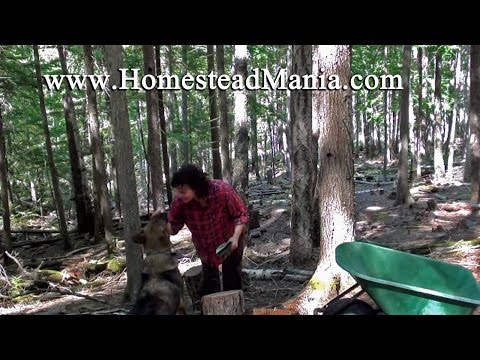 how to collect firewood
