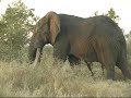 \"DUKE\", Krugerpark\