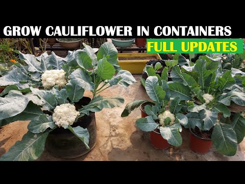 video-linktoworks-How To Grow Cauliflower At Home (WITH FULL UPDATES)