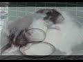 Control Group Female Rats, Resulting Small Tumors Control Group Female Rats, Resulting Small Tumors