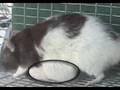 Control Group Female Rats, Resulting Small Tumors