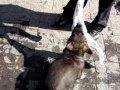 Fosco - 60 days old (German Shepherd - Pastor Alem�o)