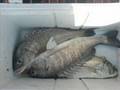fishing in kuwait
