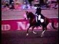 Aul Magic, Arabian sport horse stallion