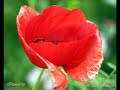 Macro Photography by Paul E Thebeau Macro Photography by Paul E Thebeau