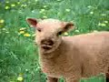 funny sheep 18+ funny sheep 18+