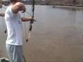 carphole, bowfishing, carp