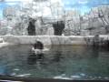 Visita ao Aquario de Santos 