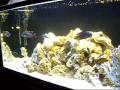 -Biologia Aquatica- Av. Fiorelli Peccicacco, 646, Perus - São Paulo Tel:(11) 9342-9598 Nextel:(11) 7740-5882 