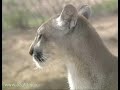 Mountain Lions