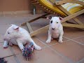 puppies bull terrier , puppies bull terrier ,