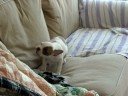 Ruby barking for no reason at all.