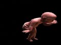 Evolution of Dancing Baby Evolution of Dancing Baby