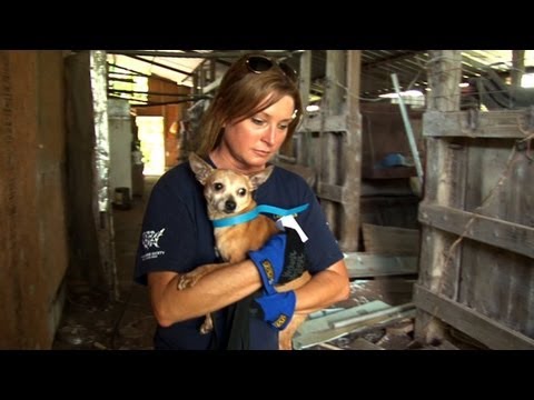 mississippi - Rescuers removed more than 100 dogs from horrible conditions on a Tylertown, Miss., property in a joint effort by the Walthall County Sheriff's Office, The H...