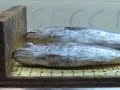 CSIC:Centro Mediterráneo Investigaciones Marinas Ambientales