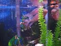 1805 Red Dragon Flowerhorn WJY \" Fuk Luk Sau \" 1805 Red Dragon Flowerhorn WJY \" Fuk Luk Sau \"