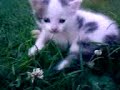 Gatito 5