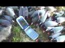 Java Finch ~ Wild Birds ! ) Java Finch ~ Wild Birds ! )