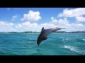Click here to watch this video 【作業用BGM映像】イルカと海と時々カモメ3時間/Nature sounds chill out music