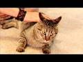 How To Annoy Your Cat... The Nice Way!
