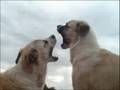 Dog Fight (Kurdish Kangal vs.Kurdish Kangal)