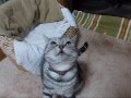 ガオーな猫(「・ω・)「 - YouTube