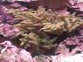 ZeroEdge Aquarium - The  HiDef of Aquariums