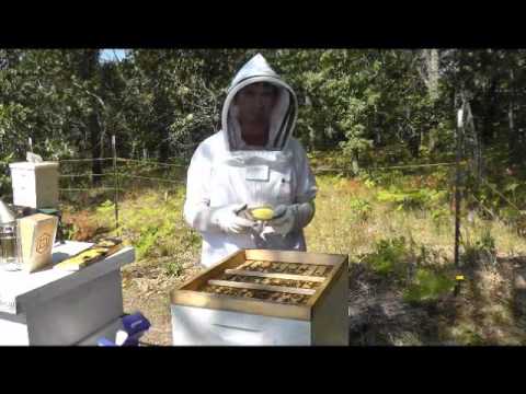 how to treat mites