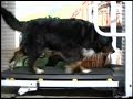Marcha de um Boiadeiro Bern�s / The Bernese Mountain Dog Gait