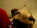 Pug video