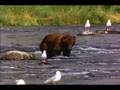 l'ours