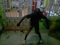 speed tribal a brinkar com o kuduro