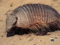 Odd animals