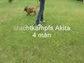 Machtkampf Akita, Malinois 16 weeks