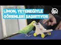 Limon, Yeteneğiyle Görenleri şaşırtıyor