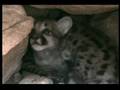Wild Baby Mountain Lion Kittens in the Den